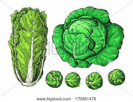 Cabbage hand drawn vector illustrations set. Chinese cabbage, brussel sprout. Isolated vegetable atistic style objects.  Detailed vegetarian food drawing. Farm market product.