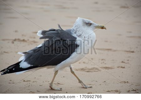 Bird Seagull on the yellow sandy beach close up