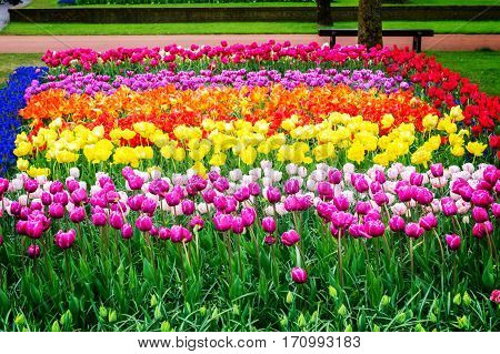 Colorful growing tulips rows flowerbed at spring day, toned