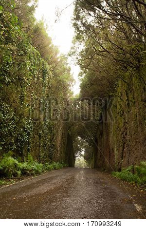 Road TF-12 in Anaga Rural Park - rain and clouds in ancient forest on Tenerife Canary Islands winter travel destination