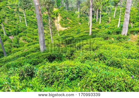 The Highland Crops