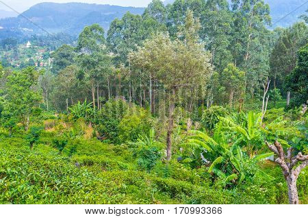 The Rural Garden