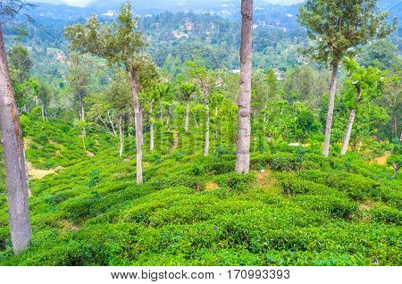 The Main Agricultural Crop