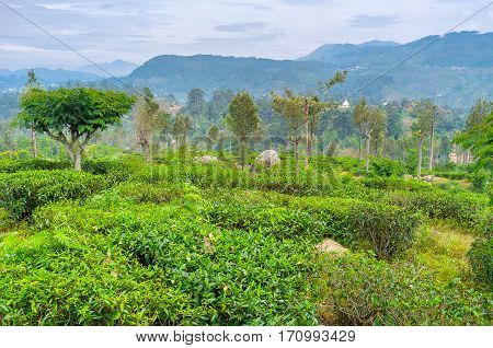 The Main Crop In Sri Lanka