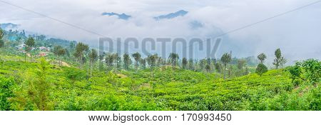 The Tea Plantations