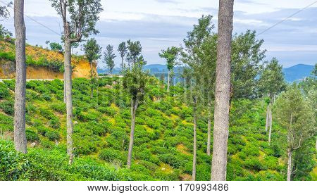 The Highland Tea