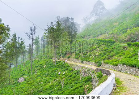 The Road Through Tea Plantation