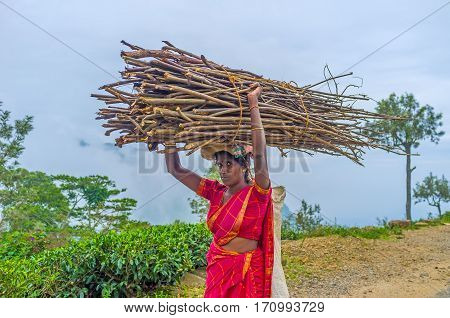 Woman Carry Brushwood