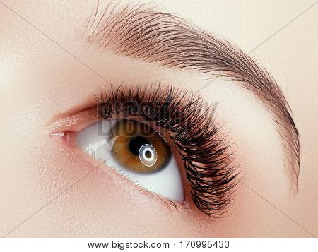 Beautiful Macro Shot Of Female Eye With Extreme Long Eyelashes And Black Liner Makeup