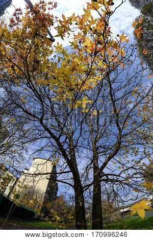 Milan (Lombardy Italy): the colors of the autumn