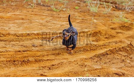 Dog brings a stick. Dog breed standard smooth-haired dachshund, bright red color, female.