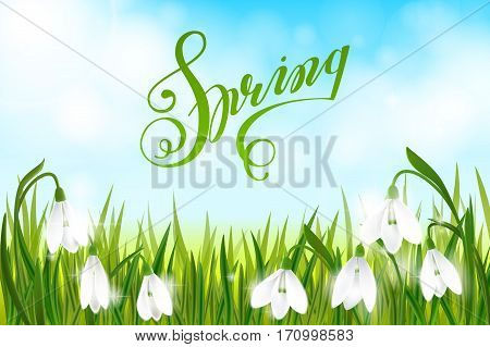 Spring background with galanthus snowdrop flowers, green grass, lettering Spring and blue sky. 