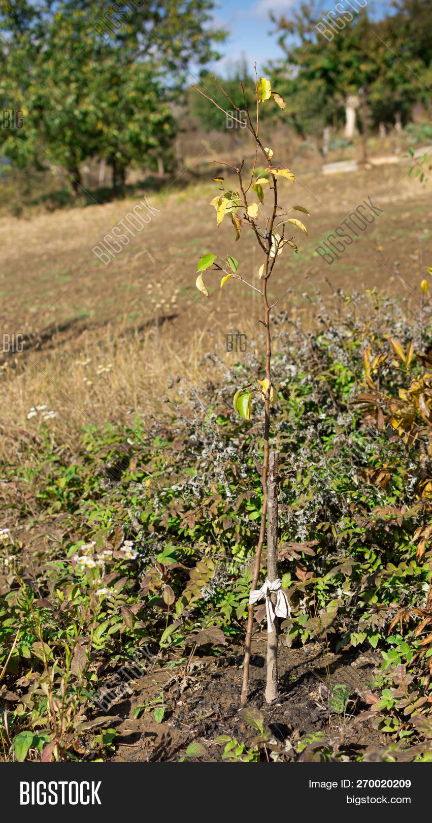 Young Pear Tree 12 Image & Photo (Free Trial) Bigstock