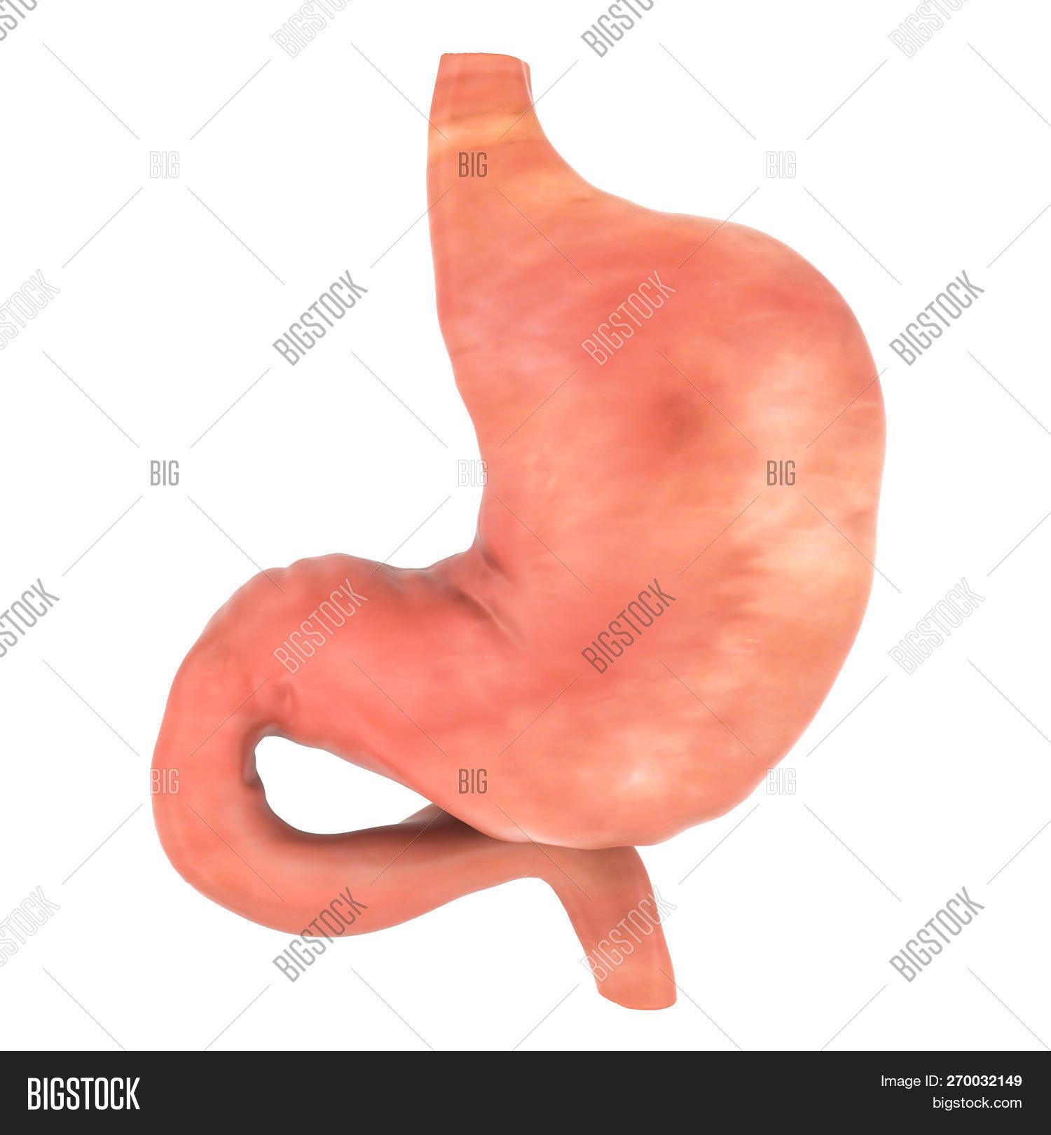 Счастливый желудок. Human stomach illustration. Желудок на белом фоне. Желудок арт. Желудок рисунок для детей.