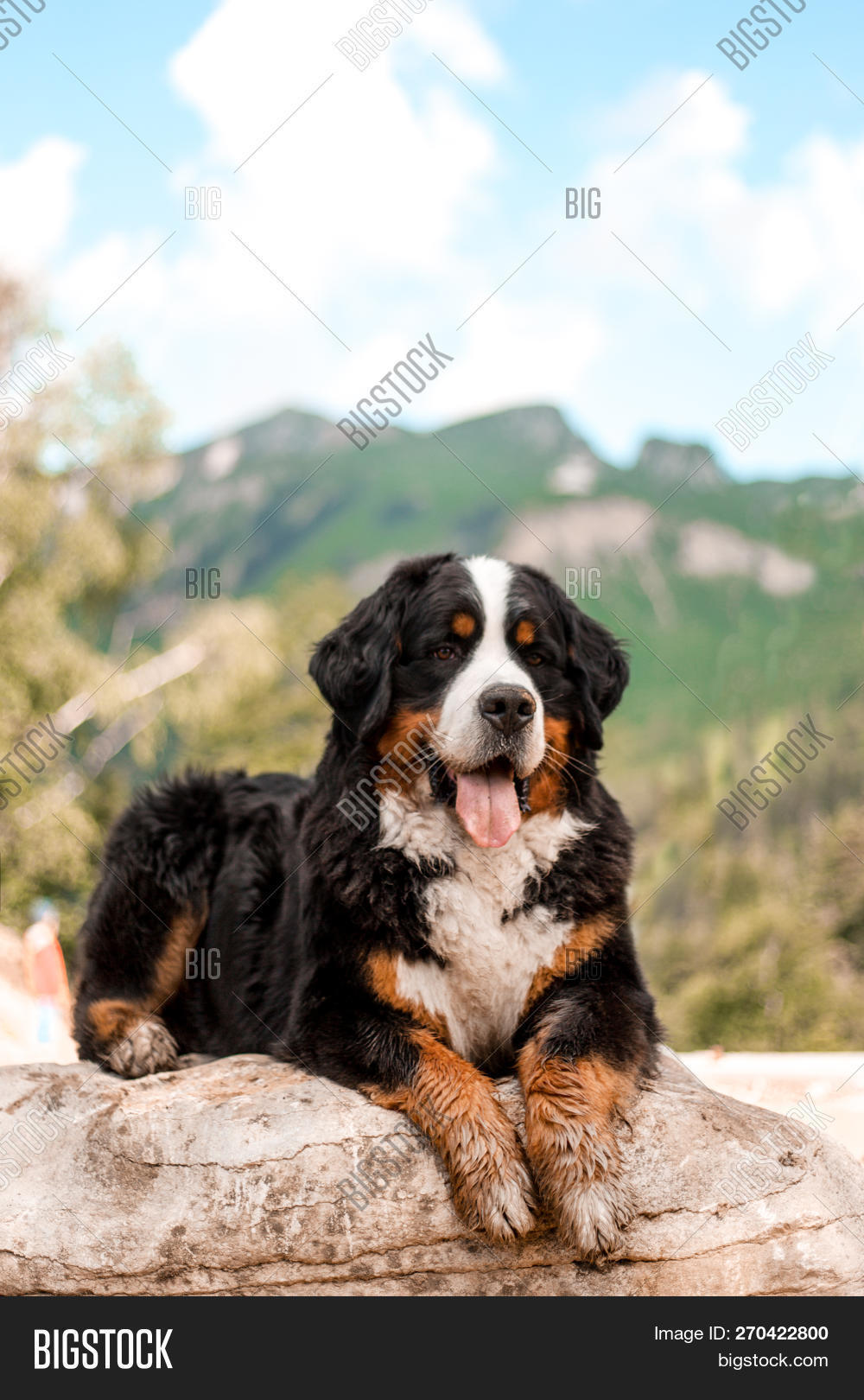 green mountain dog