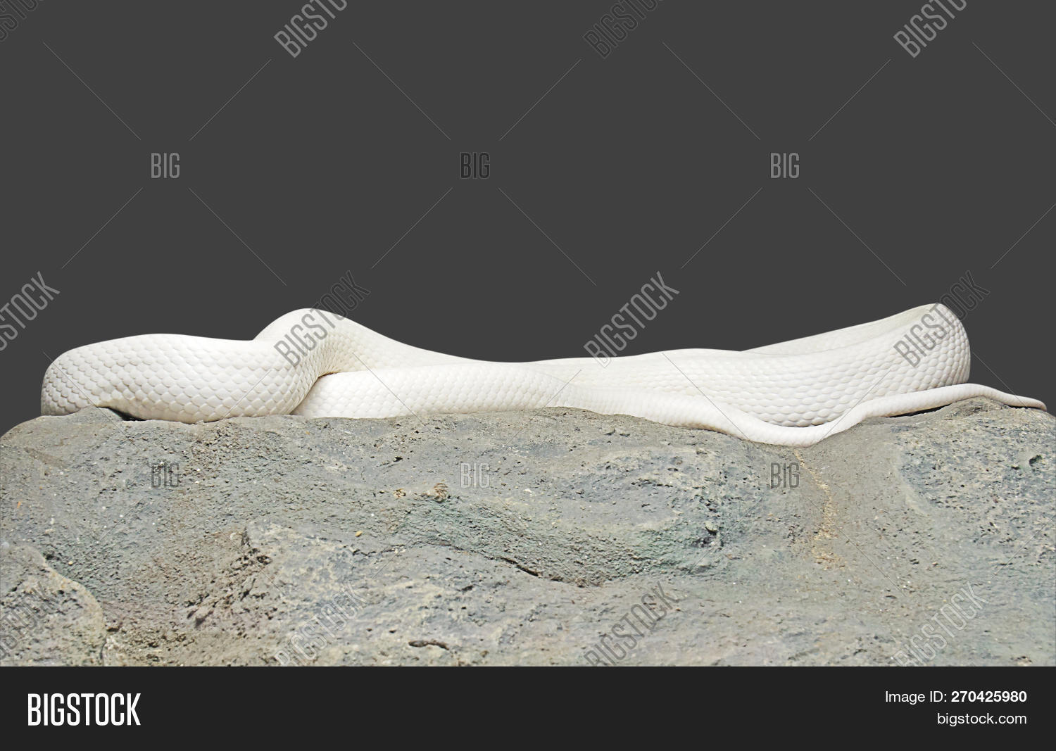 Albino Black Rat Snake Image & Photo (Free Trial) | Bigstock