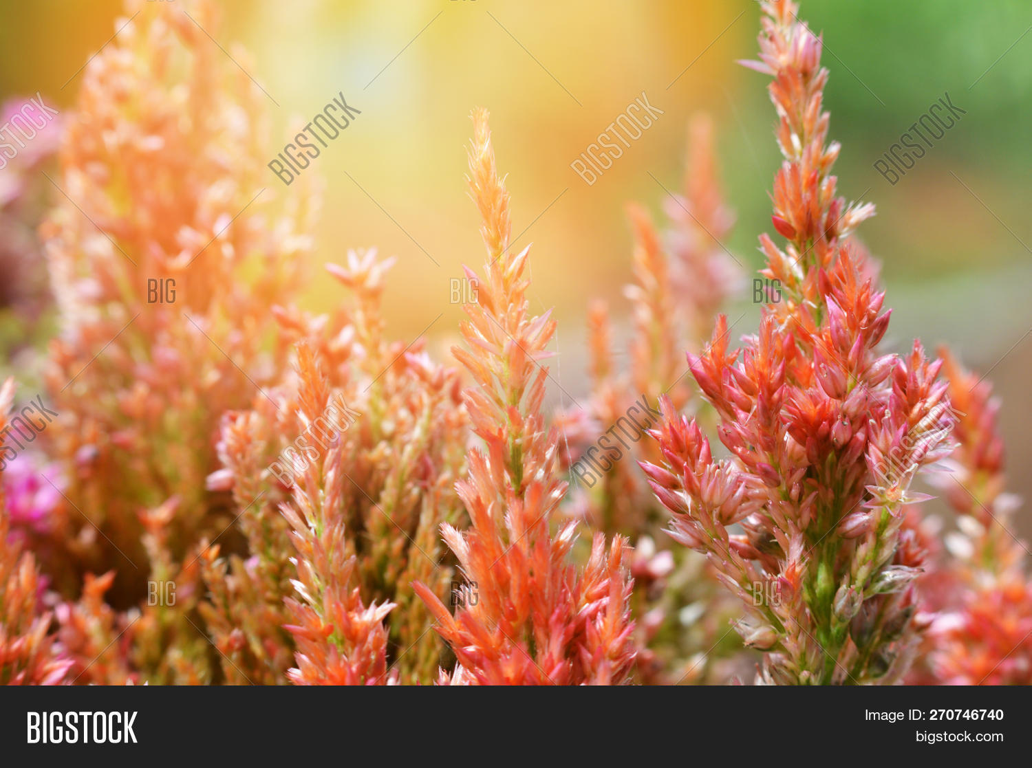 Cockscomb Flower Image & Photo (Free Trial) | Bigstock