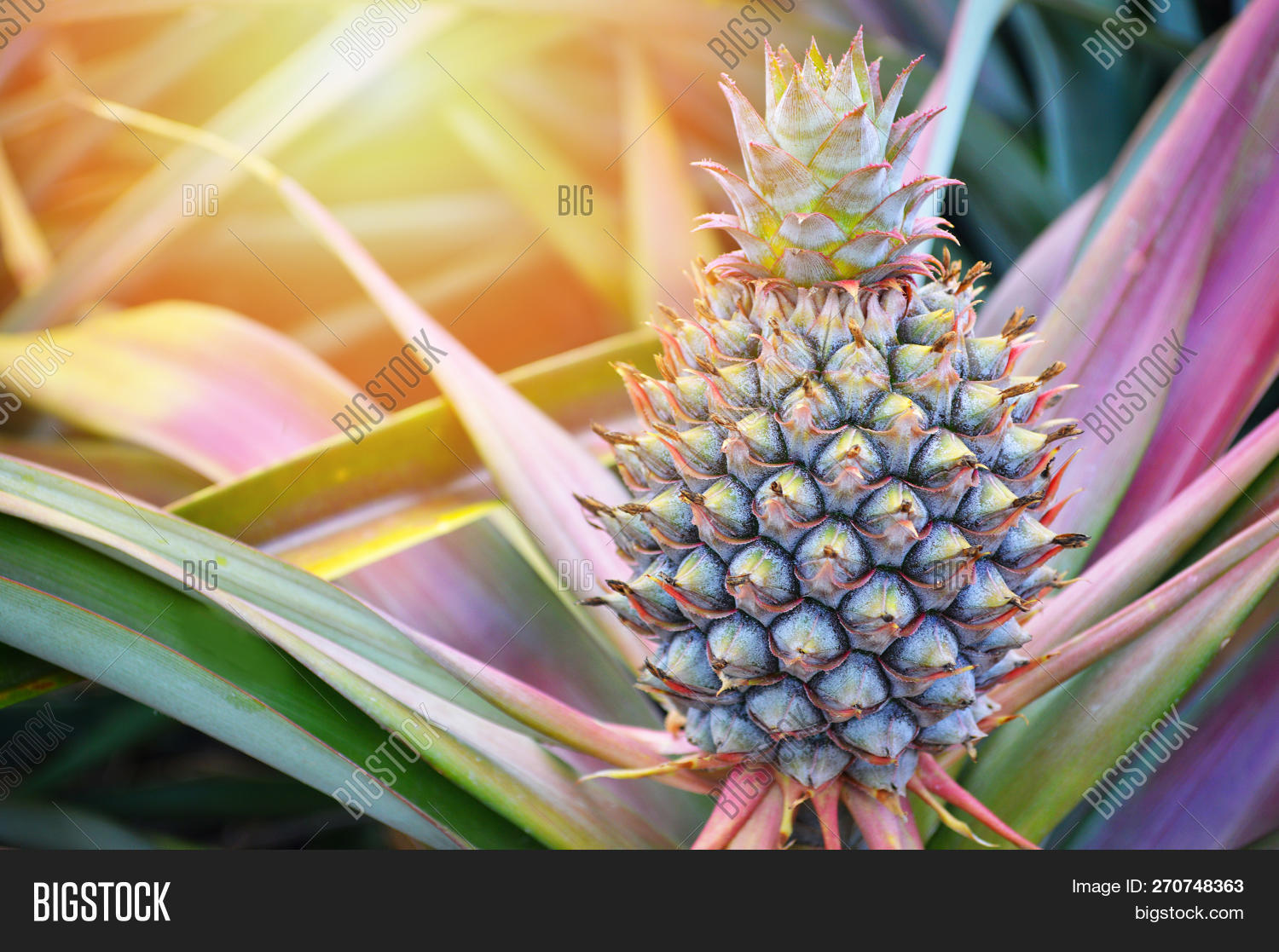 Pineapple Field / Image & Photo (Free Trial) Bigstock