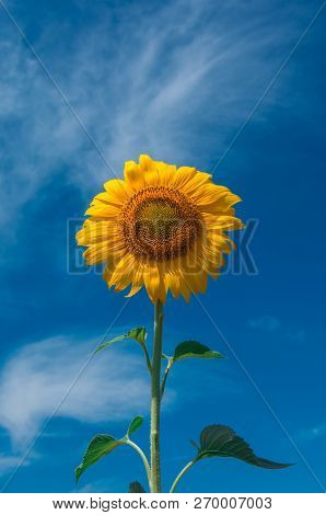 Sunflower Summer Flower Close-up. Agroculture And Harvest.