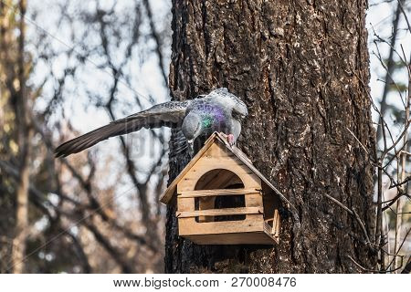A Gray Pigeon With Rainbow Neck And Bright Eyes Flaps Its Wing On A Yellow Bird And Squirrel Feeder 