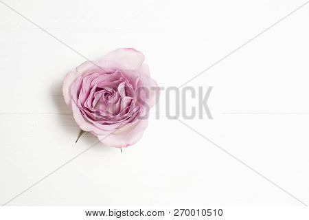 Silverston Rose Flower On White Background. Copy Space.