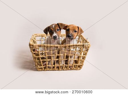 Two white cute jack russell terrier puppies in busket on light background