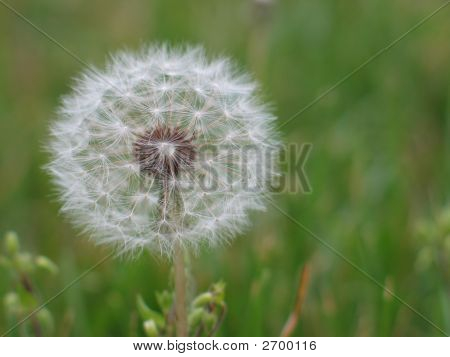 นาฬิกา dandelion