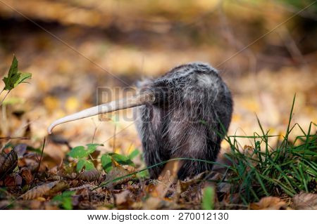 The Virginia Opossum, Didelphis Virginiana, In Autumn Park