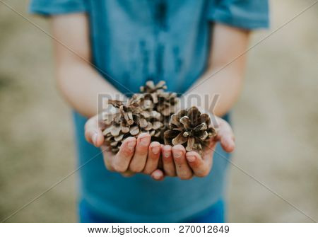Young boy holding pinecones