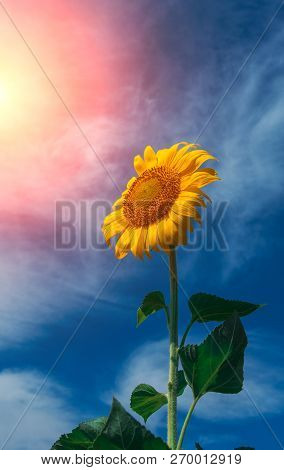 Sunflower Summer Flower Close-up, Against A Background Of Clouds. Agroculture, Harvest.