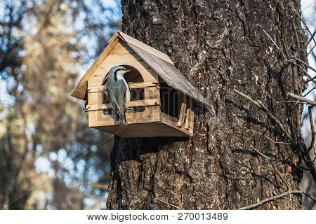 A Small Gray Nuthatch Sits On A Yellow Bird And Squirrel Feeder House From Plywood In The Park
