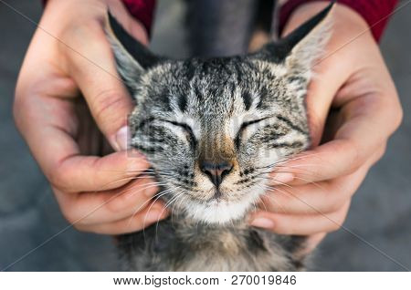 Woman playing with a stray cat