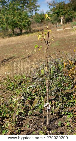Young Pear Tree 1-2 Years, Pear Sapling, Autumn Work In The Garden