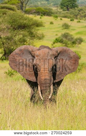 The African Bush Elephant, Loxodonta Africana Is Standing In The Grass, King Of African Savanna, In 