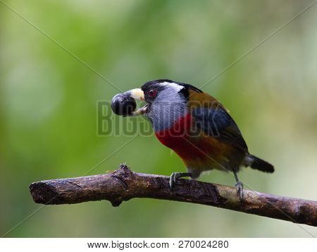 The toucan Barbet, Semnornis Ramphastinus Is Perched On The Branch, It Has Some Fruit In His Beak, I