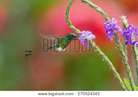 The Hummingbird Is Hovering And Drinking The Nectar From The Beautiful Flower In The Rain Forest. Fl