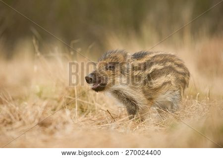 The Wild Boar Piglet, Sus Scrofa Is Standing In The Grass In The Backlight Of Sunset. In The Backgou