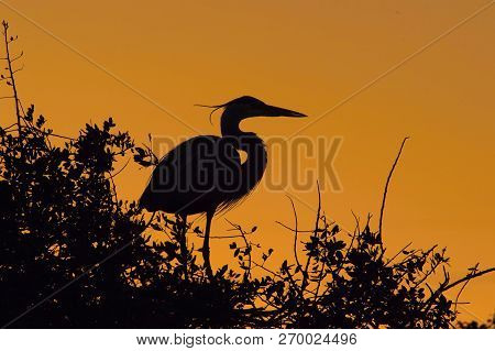 Great Blue Heron, Ardea Herodias Is Sitting On The Top Of The Tree In The Backlight Of Sunset, Orang