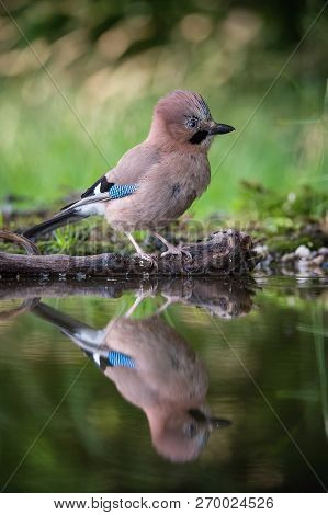 Eurasian Jay, Garrulus glandarius is sitting at the forest waterhole, reflecting in the  surface, pr