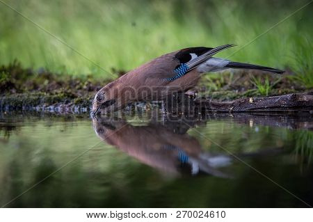 Eurasian Jay, Garrulus Glandarius Is Sitting At The Forest Waterhole, Reflecting In The  Surface, Pr