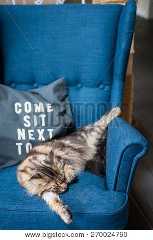 Brown Classic Maine Coon Cat Lying On The Blue Armchair, Toned