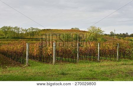 The Autumn Landscape In The Collio Vineyard Area Of Friuli Venezia Giulia, North West Italy. Taken N