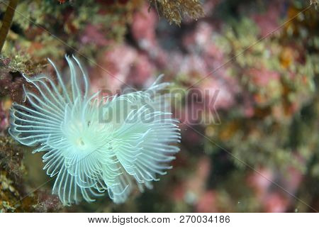 Spirograph, Diving In Portinho Da Arrabida, Portugal