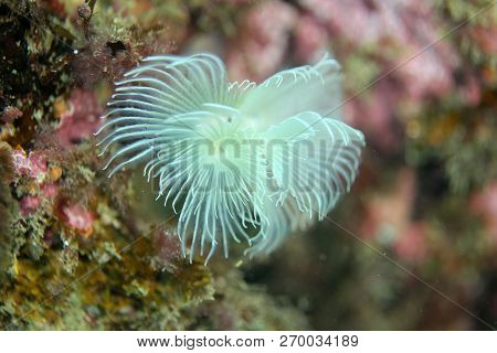 Spirograph, Diving In Portinho Da Arrabida, Portugal
