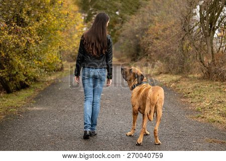 Yong Woman With Big Dog Fila Brasileiro Breed In Autumn Park, Europe