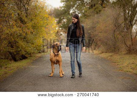 Yong Woman With Big Dog Fila Brasileiro Breed In Autumn Park, Europe
