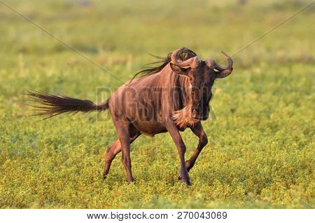 black wildebeest or white-tailed gnu (Connochaetes gnou) in Tanzania, Africa