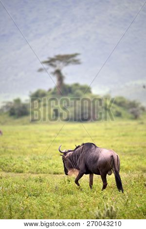 black wildebeest or white-tailed gnu (Connochaetes gnou) in Tanzania, Africa