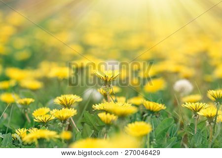 Dandelion Flower, Flowering Dandelin Flowers In Meadow, Beautiful Nature In Spring
