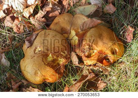 Slippery Jack Mushrooms And Dead Leaves In Grass During Autumn